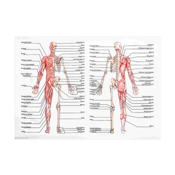 50x70 см Анатомични Плакати, Стенни Картина на Мускулния Скелет Плакат Платно Художествена Печат Образование Болница, Аптека, Картини