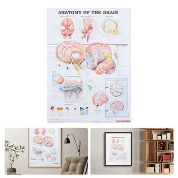 Анатомический плакат Скелетната Мускулна Нервна система на човека Анатомични диаграми на мозъка Анатомический плакат на мозъка, Научен подарък 70X50 см