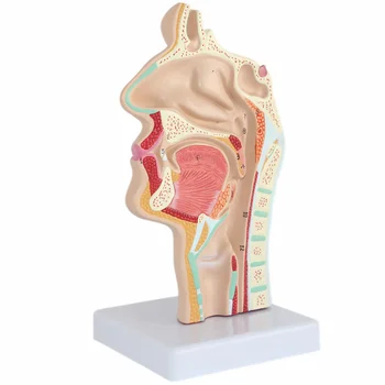 Модел Анатомия на носа Анатомическая главата на човека Гърлото, Носа Медицинско Обучение Проучване на устната кухина Научна секция на устната кухина Половината от гърлото на министерството на отбраната