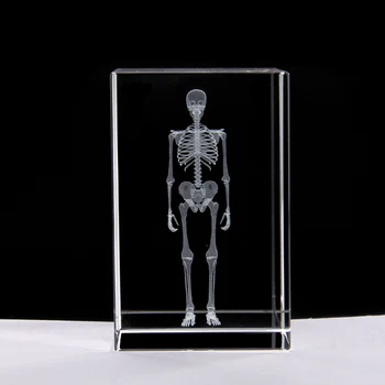 3d кристален модел на човешкия скелет Медицинска технология кристален стереообразовательная модел 5 * 5 * 8 см