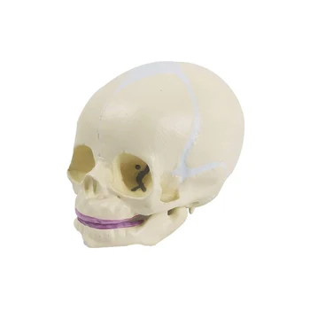 Модел на здравно скелета на човешкия ембрион в реален размер 1: 1, на черепа на новороденото, медицински модел на скелета за обучение, като средство за демонстрация на образованието