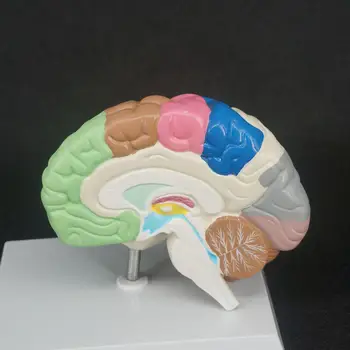 Цвят на PVC, анатомия областта на човешкия мозък, анатомическая модел, медицинска функция на дясното полукълбо на мозъка, учебни пособия